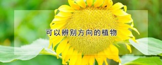 可以辨别方向的植物,第1图