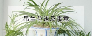 吊兰花语及寓意,第1图