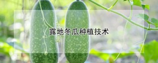 露地冬瓜种植技术,第1图