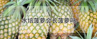 水培菠萝会长菠萝吗,第1图