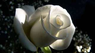 白玫瑰的花语,第1图