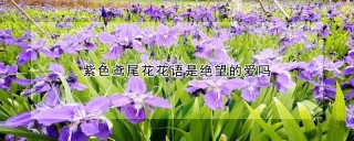 紫色鸢尾花花语是绝望的爱吗,第1图