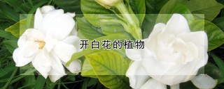 开白花的植物,第1图