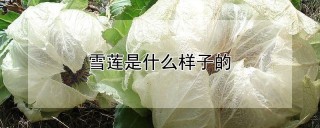 雪莲是什么样子的,第1图