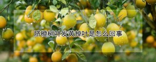 脐橙树叶发黄掉叶是怎么回事,第1图