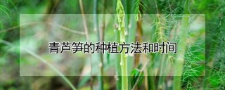 青芦笋的种植方法和时间,第1图