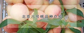 北京八号桃品种介绍,第1图
