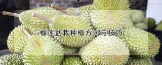 榴莲盆栽种植方法与技巧,第1图