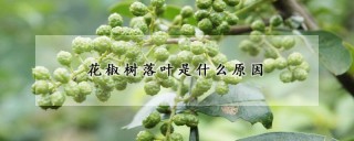 花椒树落叶是什么原因,第1图