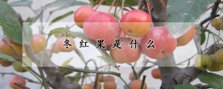 冬红果是什么,第1图