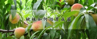 桃核如何培育成苗,第1图