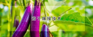 茄子嫁接技术,第1图