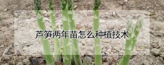 芦笋两年苗怎么种植技术,第1图