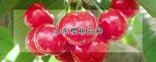 山东樱桃品种,第1图