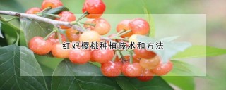 红妃樱桃种植技术和方法,第1图