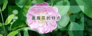 蔷薇花的特点,第1图