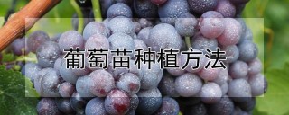 葡萄苗种植方法,第1图