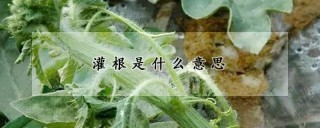 灌根是什么意思,第1图