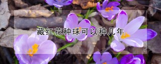 藏红花种球可以种几年,第1图