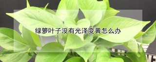 绿箩叶子没有光泽变黄怎么办,第1图