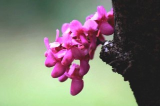 紫荆花树什么季节开花,第2图