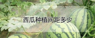 西瓜种植间距多少,第1图