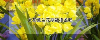 大花蕙兰花期能换盆吗,第1图