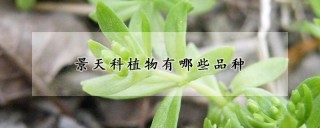 景天科植物有哪些品种,第1图