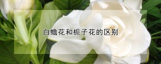 白蟾花和栀子花的区别,第1图