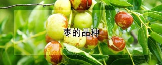 枣的品种,第1图