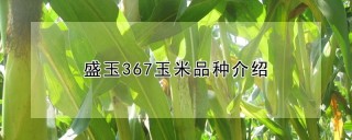 盛玉367玉米品种介绍,第1图