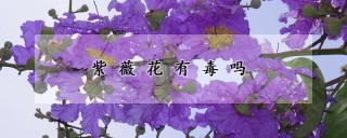 紫薇花有毒吗,第1图