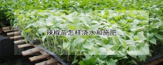 辣椒苗怎样浇水和施肥,第1图