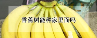 香蕉树能种家里面吗,第1图