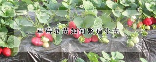 草莓老苗如何繁殖小苗,第1图