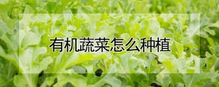 有机蔬菜怎么种植,第1图