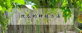 丝瓜的种植方法,第1图