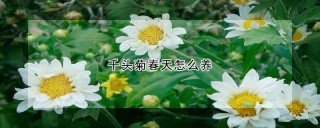 千头菊春天怎么养,第1图