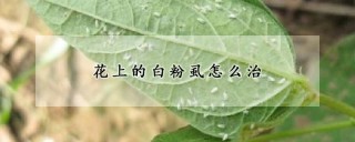 花上的白粉虱怎么治,第1图