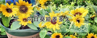 向日葵能养多久,第1图