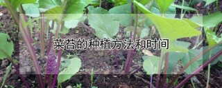 菜苔的种植方法和时间,第1图