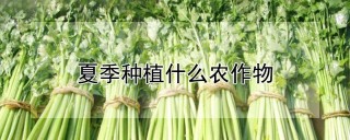 夏季种植什么农作物,第1图