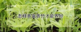 怎样养富贵竹才能养好,第1图