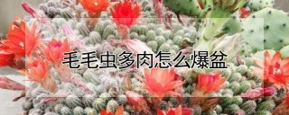 毛毛虫多肉怎么爆盆,第1图