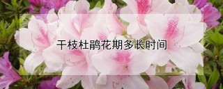 干枝杜鹃花期多长时间,第1图