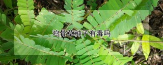 鸡骨草种子有毒吗,第1图