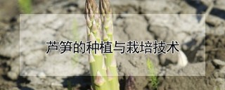 芦笋的种植与栽培技术,第1图