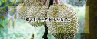 榴莲种子怎么种出盆栽发芽,第1图