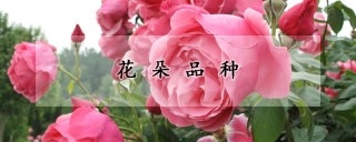 花朵品种,第1图