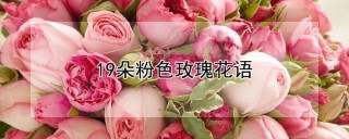 19朵粉色玫瑰花语,第1图